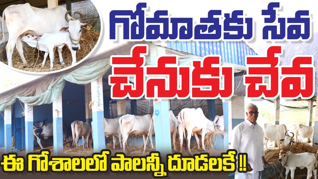 Goshala with a social cause || రైతు సేవలో యువకులు పెట్టిన గోశాల || Karamchedu