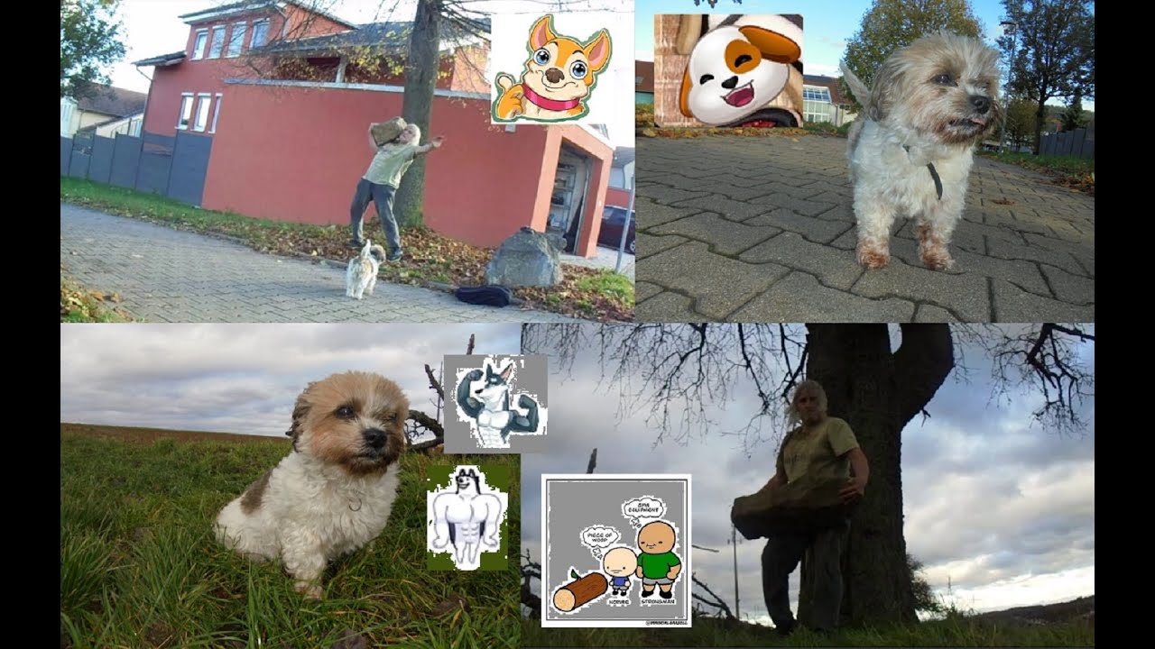 THURSDAY EVENING WALK/Steinheben: c.a. 40 - 50 kg Stein schultern/Farmers Walk 50 kg plus 👍🏻💪🏻😊🐶🪨🌾🌳🍐
