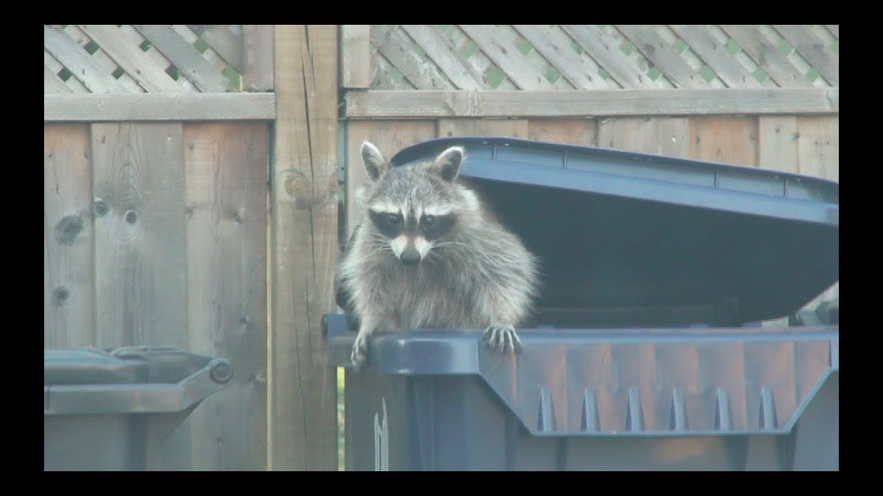 Raccoon going through trash bins