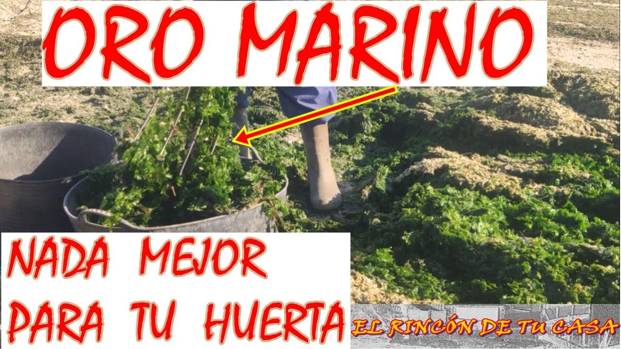 ALGAS MARINAS en el HUERTO ..