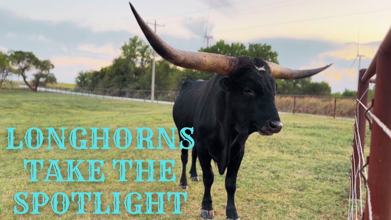 Longhorns Decide To Bail! [Forced Fence Fix]