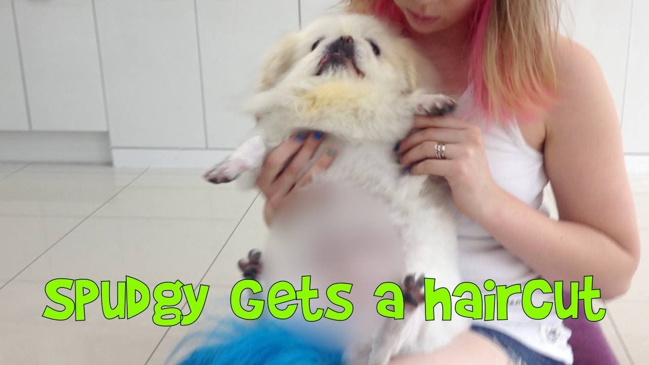 Spudgy Gets His Mohawk Fixed