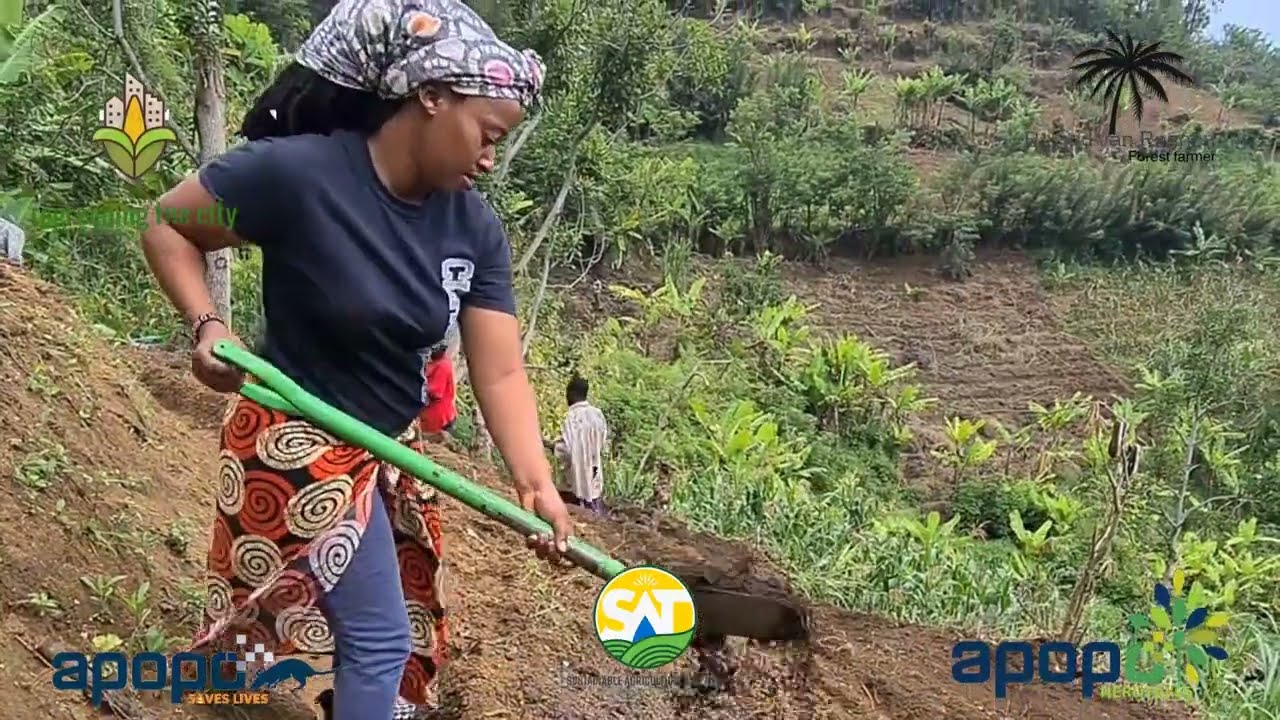 Mountain syntropic farm on a steep slope in Tanzania
