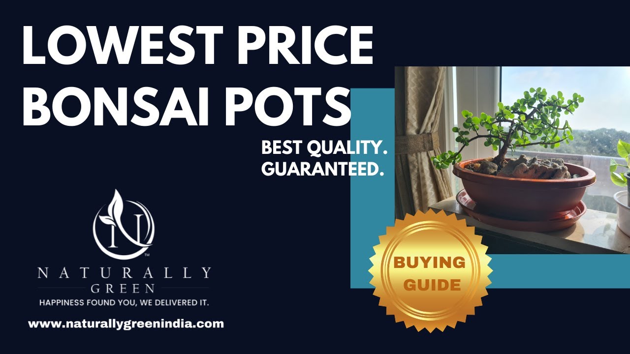 Lowest price Bonsai pots. Best quality guaranteed!!