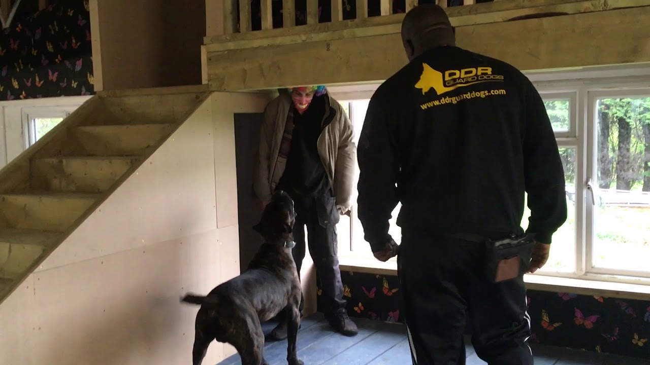 Cane Corso Home Invasion Role Play