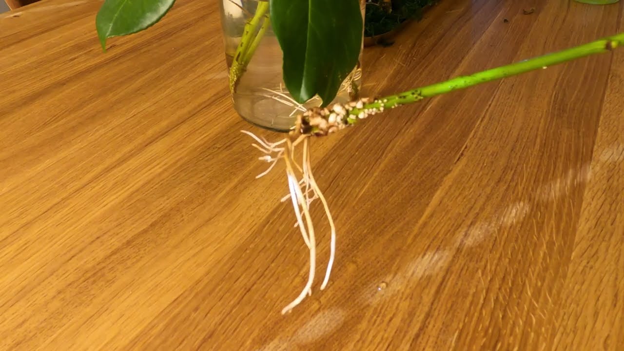 Propagating Cherry Laurel in Water [LEAFLET]