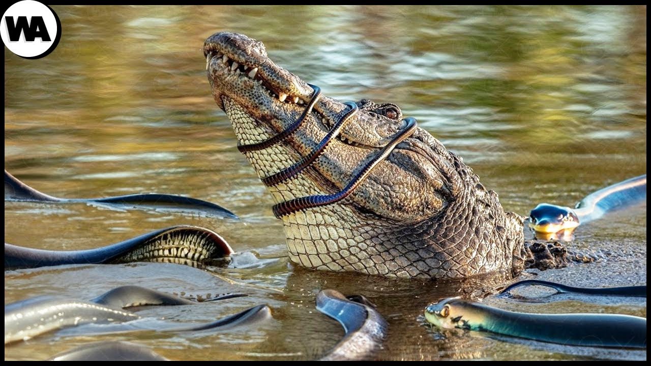 100 Moments Qui Prouvent Que La Nature Est Incroyable