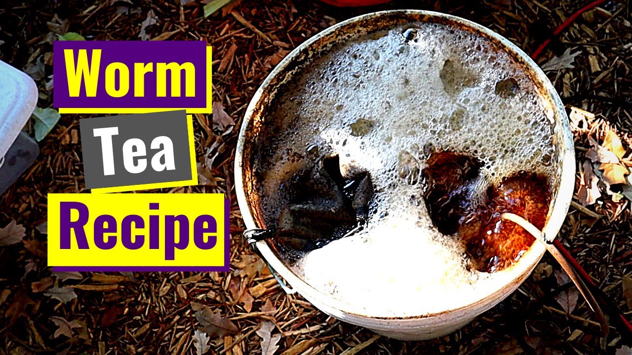 Worm Tea | Nakid and Easy