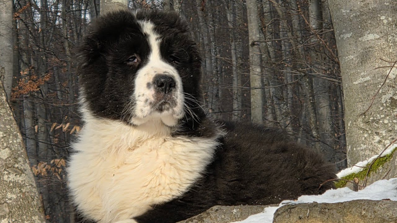 Suplimente naturale pentru câini! #MareleAlabai  #dognutrition #doghealth#cainimari #alabai 