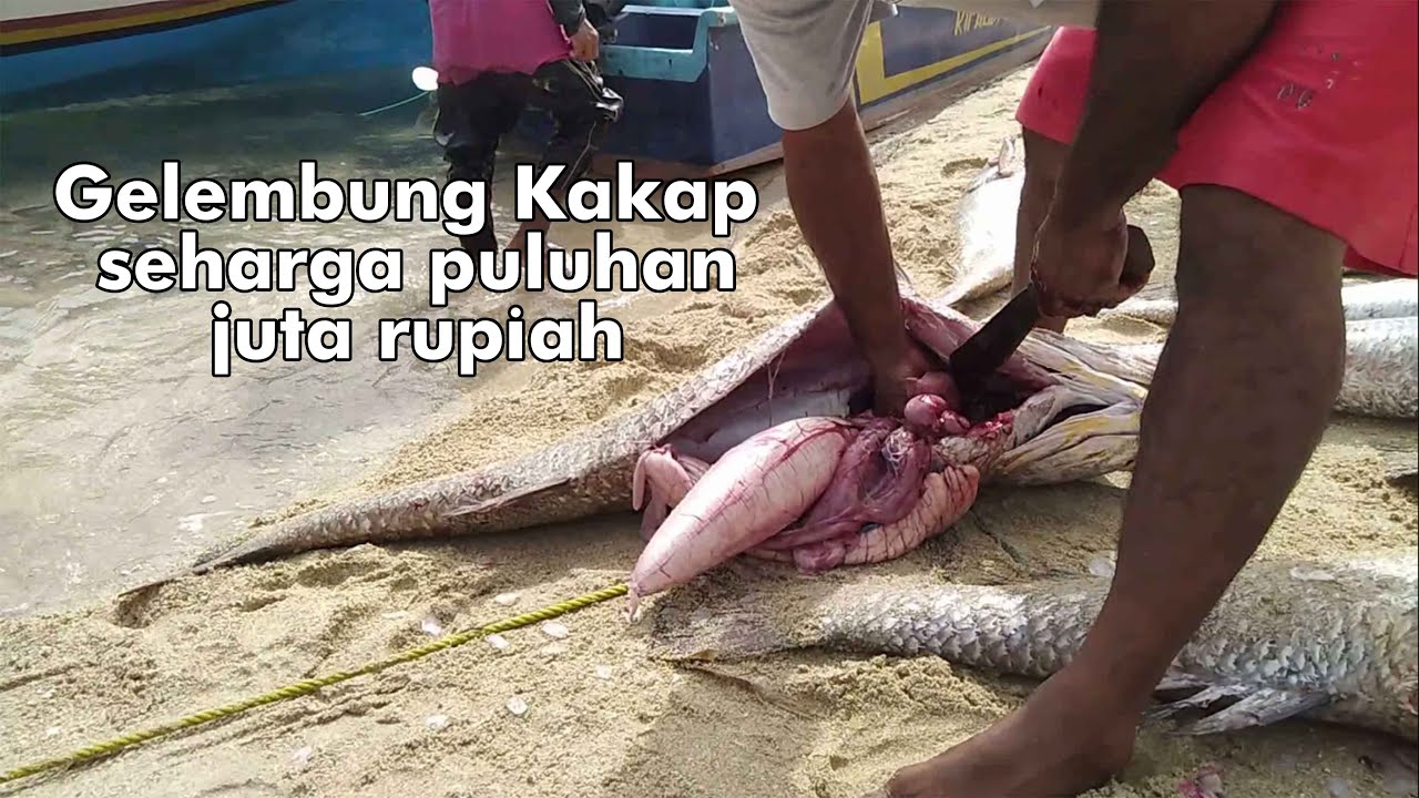 Proses pengangkatan Gelembung Ikan Kakap angkui | Kakap cina