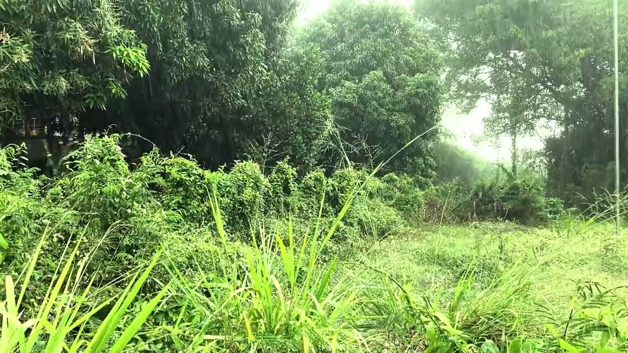 The beautiful forest rain sound for deep sleep and relaxing sound