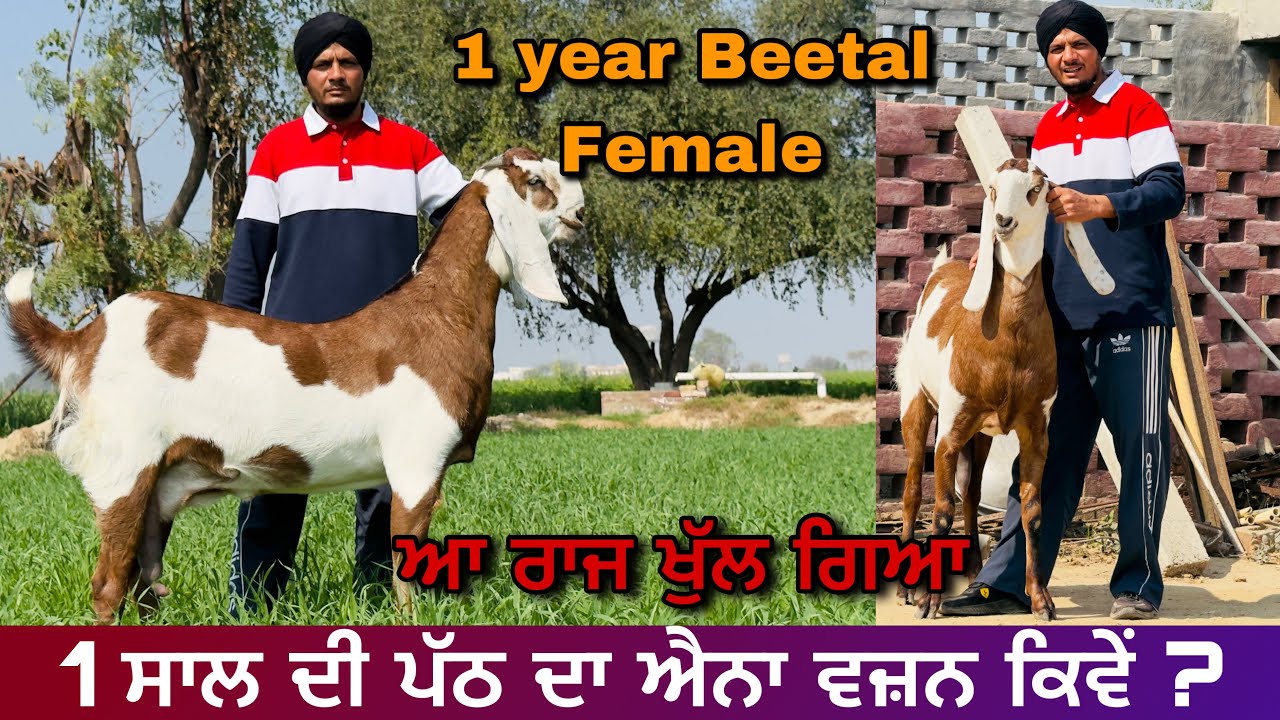 “1 ਸਾਲ ਦੀ ਖੀਰੀ ਪੱਠ – ਐਨਾ ਤਗੜਾ ਵਜ਼ਨ ਕਿਵੇਂ ਬਣਾਇਆ?  RECORD WEIGHT IN BEETAL GOATS 