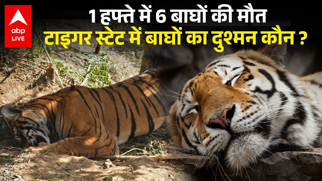 MP Tiger Death : खतरे में &lsquo;टाइगर स्टेट&rsquo; ! MP में 54 बाघों की मौत पर बड़ा खुलासा |ABPLIVE
