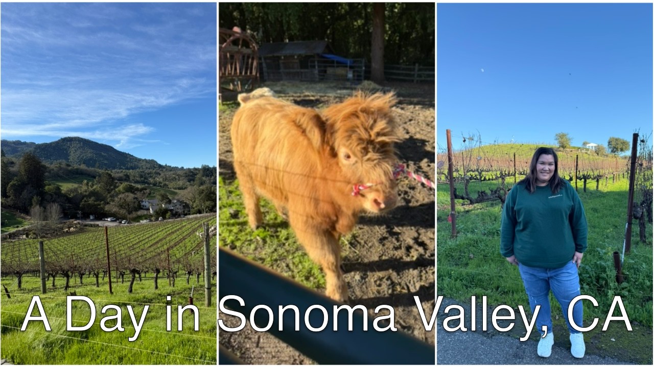 Sonoma Valley CA: Benziger Tractor Tour, Highland Cows, French Patisserie, and more