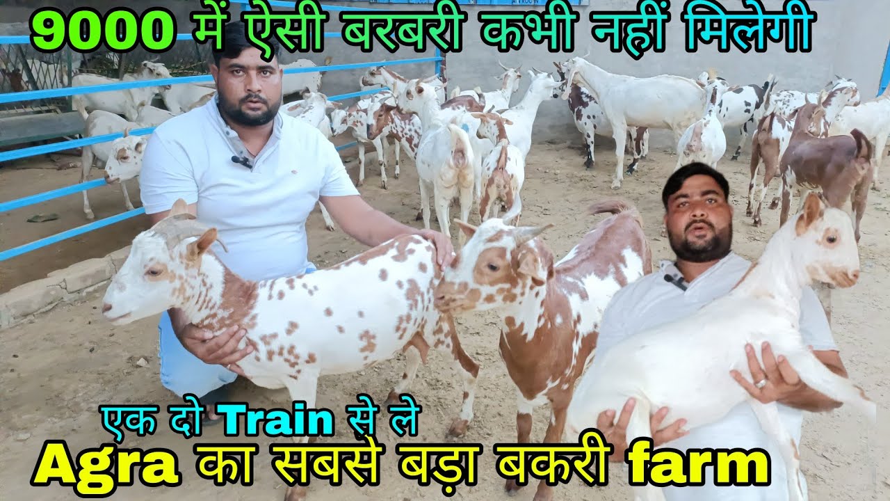 Khubshurat Barbari Goat only on Taj Goat Farm Agra UP Biggest Farm of Agra