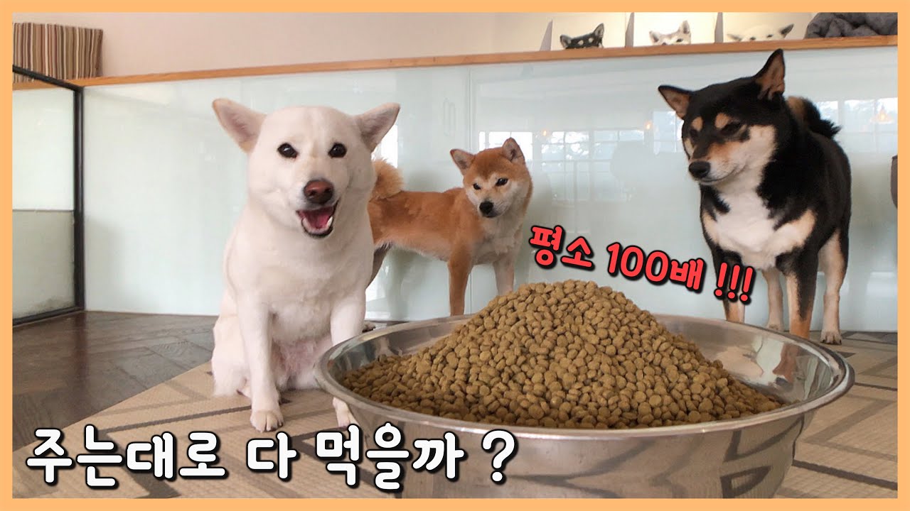 사료를 100배 줬더니...!!!