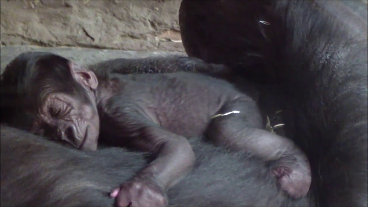 Shinda and Her Baby Ajabu in ZOO Prague