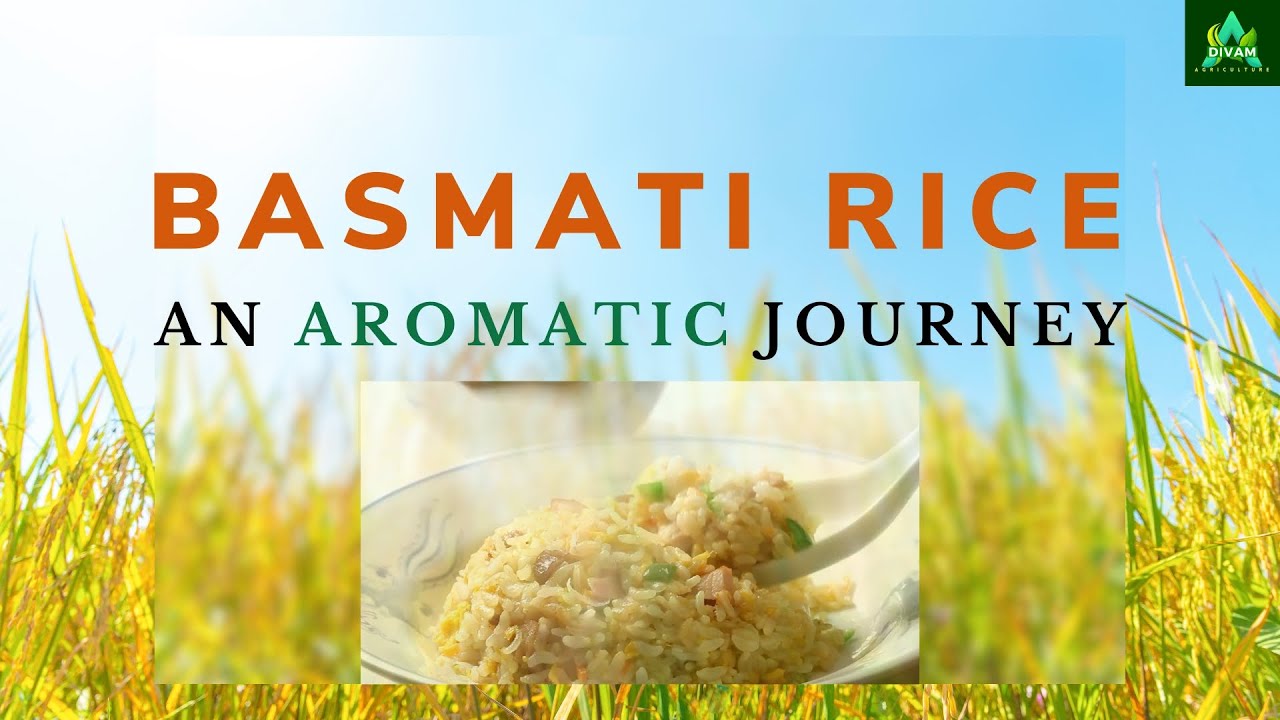 Indian Basmati Rice: Breeding and Development