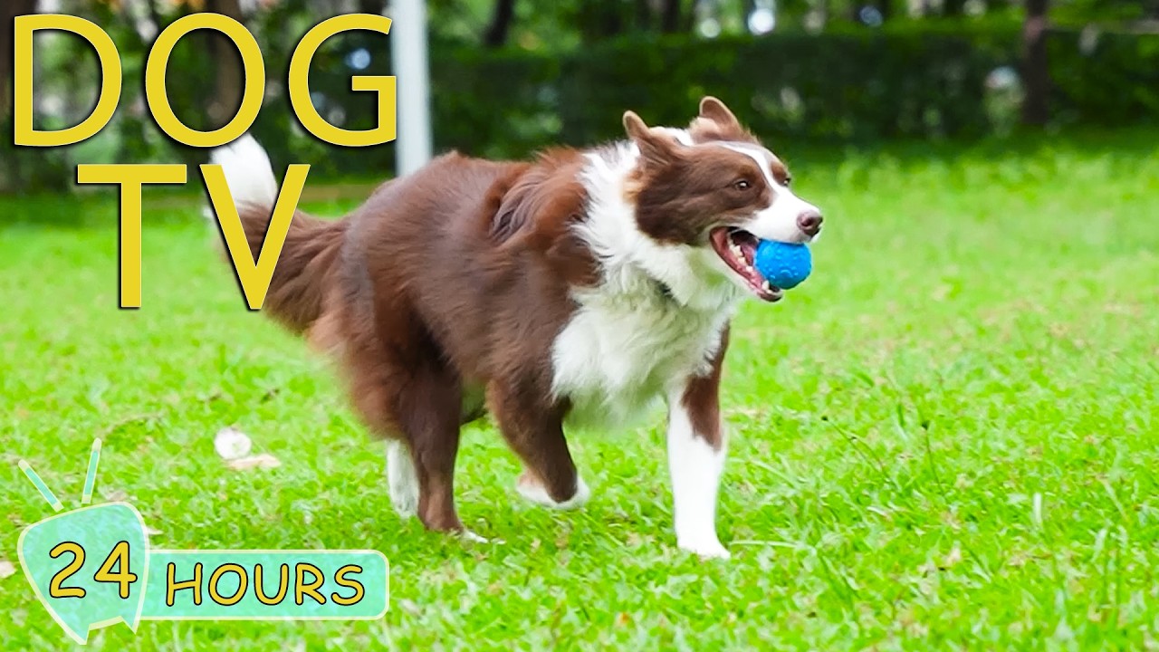 DOG TV: Best Videos Prevent Boredom for Dogs When Home Alone All Day - Sothing Music for Dogs