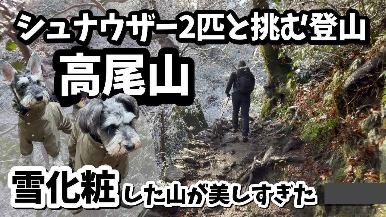 【犬連れ登山@高尾山】ミニチュアシュナウザーと挑む初登山！雪化粧の山に感動！