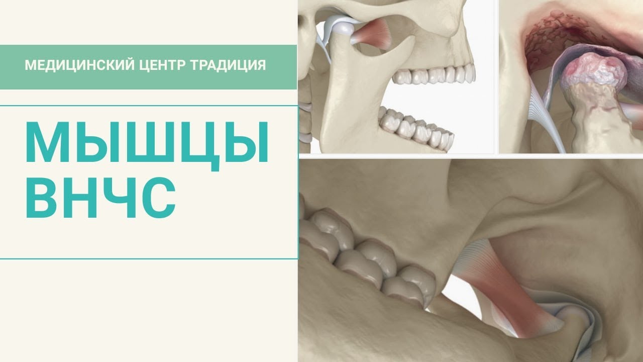 Латеральная и медиальная крыловидные мышцы