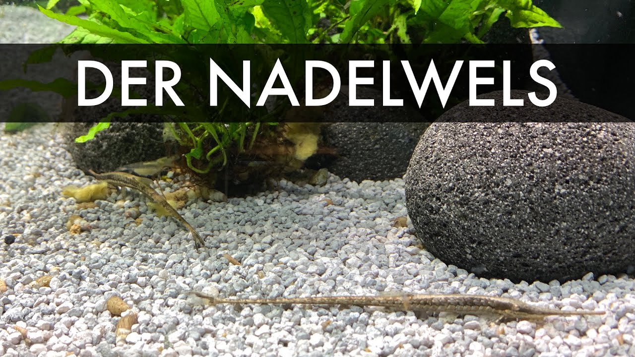 Der Nadelwels | Farlowella acus | Schnabelwels