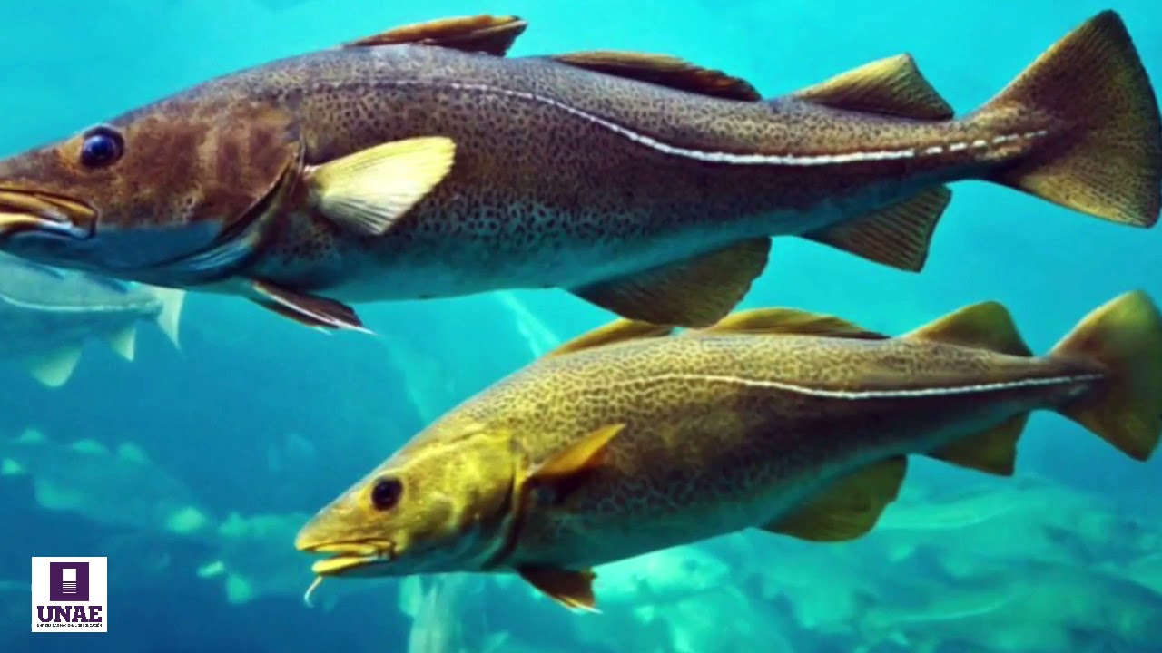 Reservas Ecológicas del Ecuador