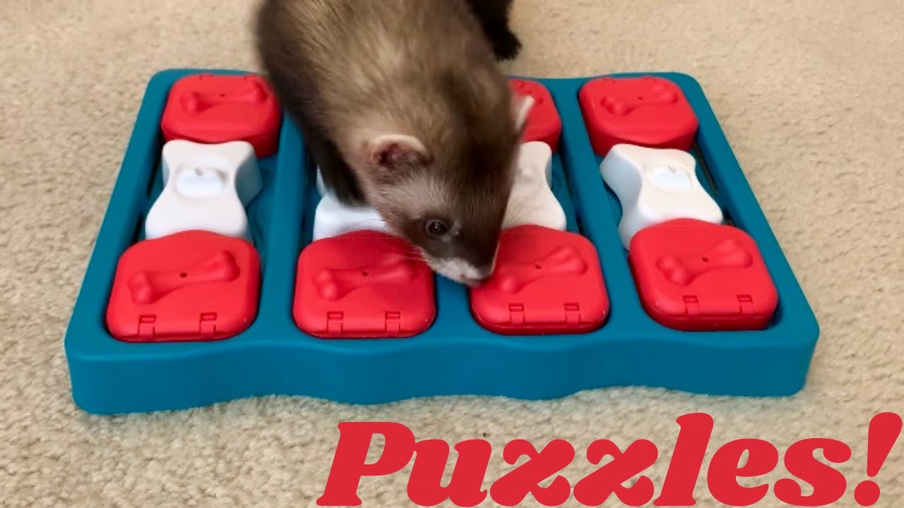 Ferret enrichment with puzzles!