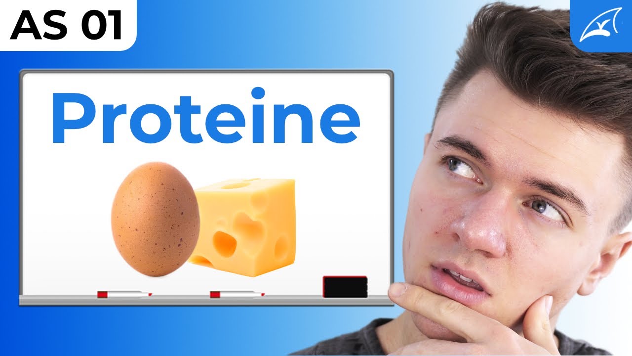 Was sind Proteine? - einfach erklärt! // Aufbau, Struktur, Peptidbindung & mehr