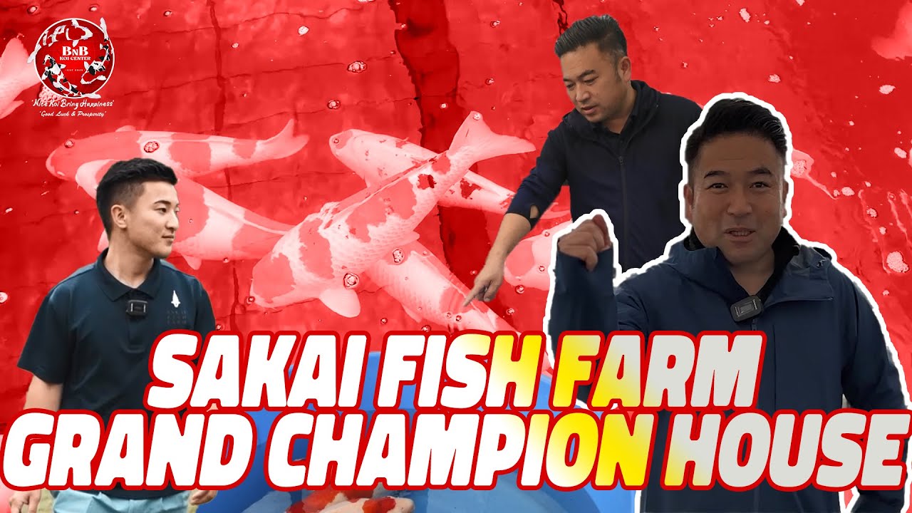 SAKAI FISH FARM PUNYA GRAND CHAMPION HOUSE?!!