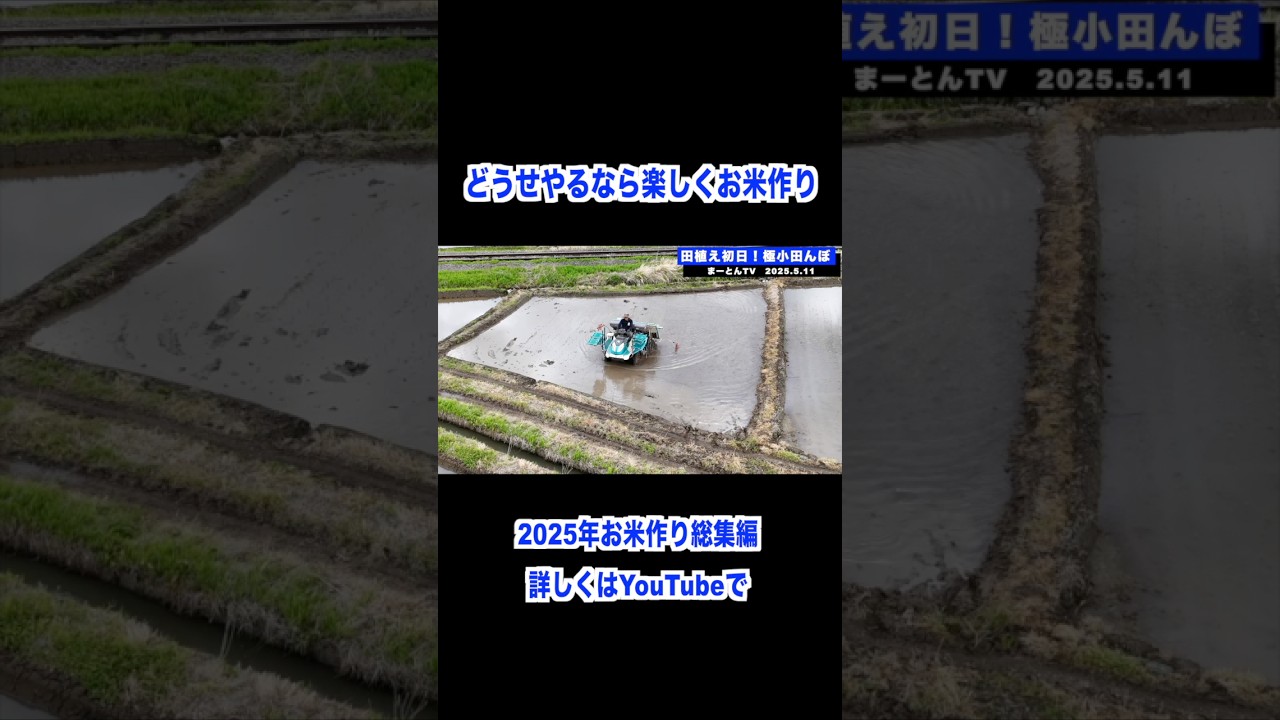 お米作り2025総集編 