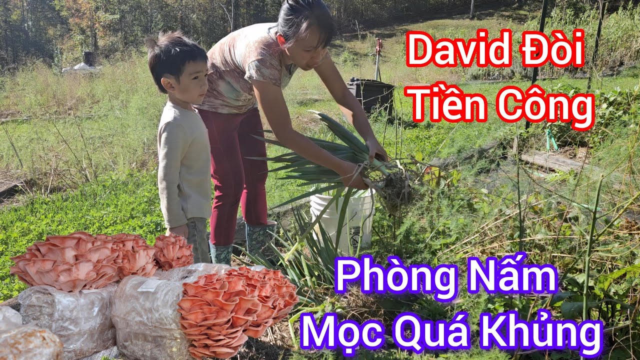 #754 Kinh Ngạc Với Phòng Nấm Trồng Ở Mỹ/David Đòi Tiền Công Nhổ Hành Và Cái Kết
