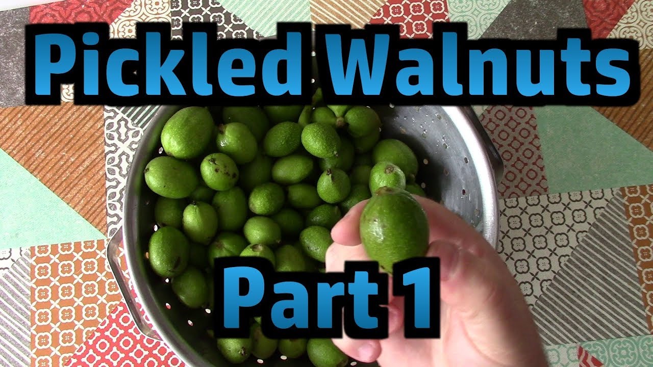 Making Pickled Walnuts - Part 1 - Picking, Pricking, Brining