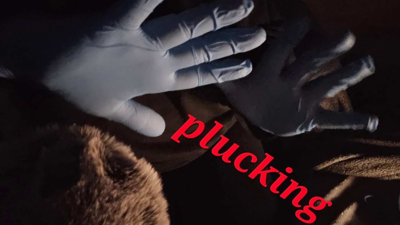 😴 ASMR Plucking Sounds 