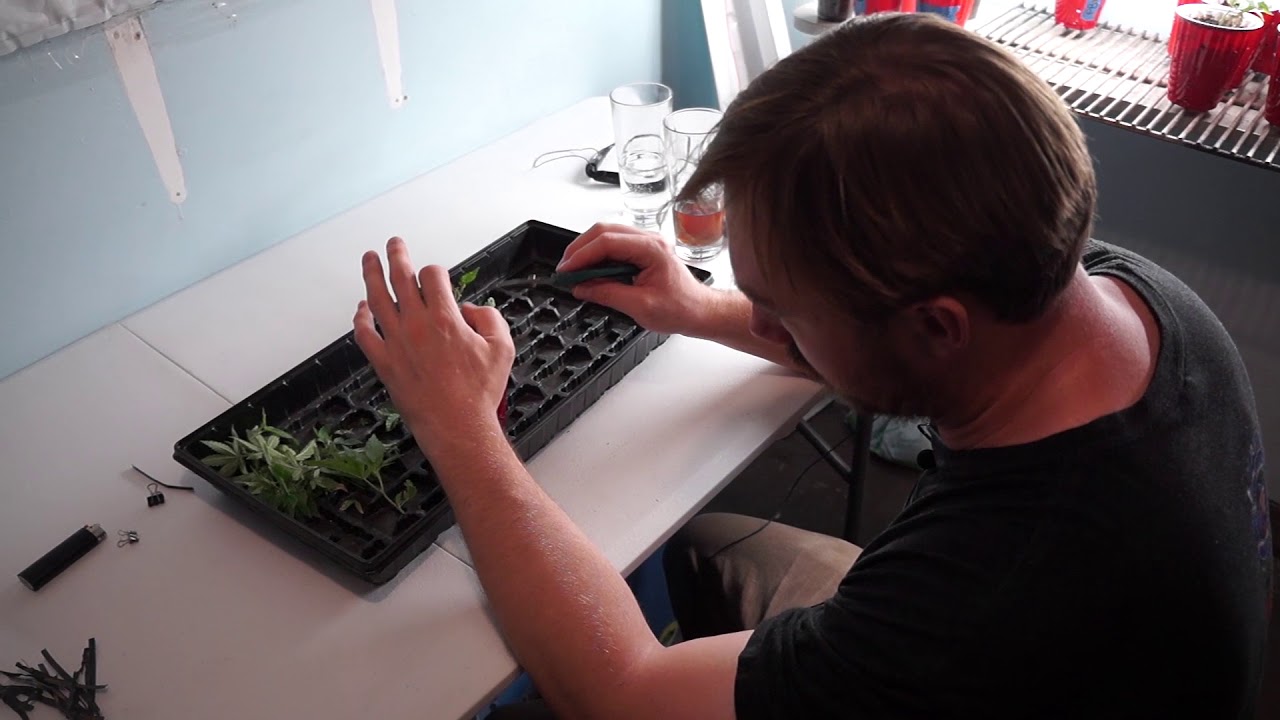 How to Mainline your cannabis plants by SuperWeed