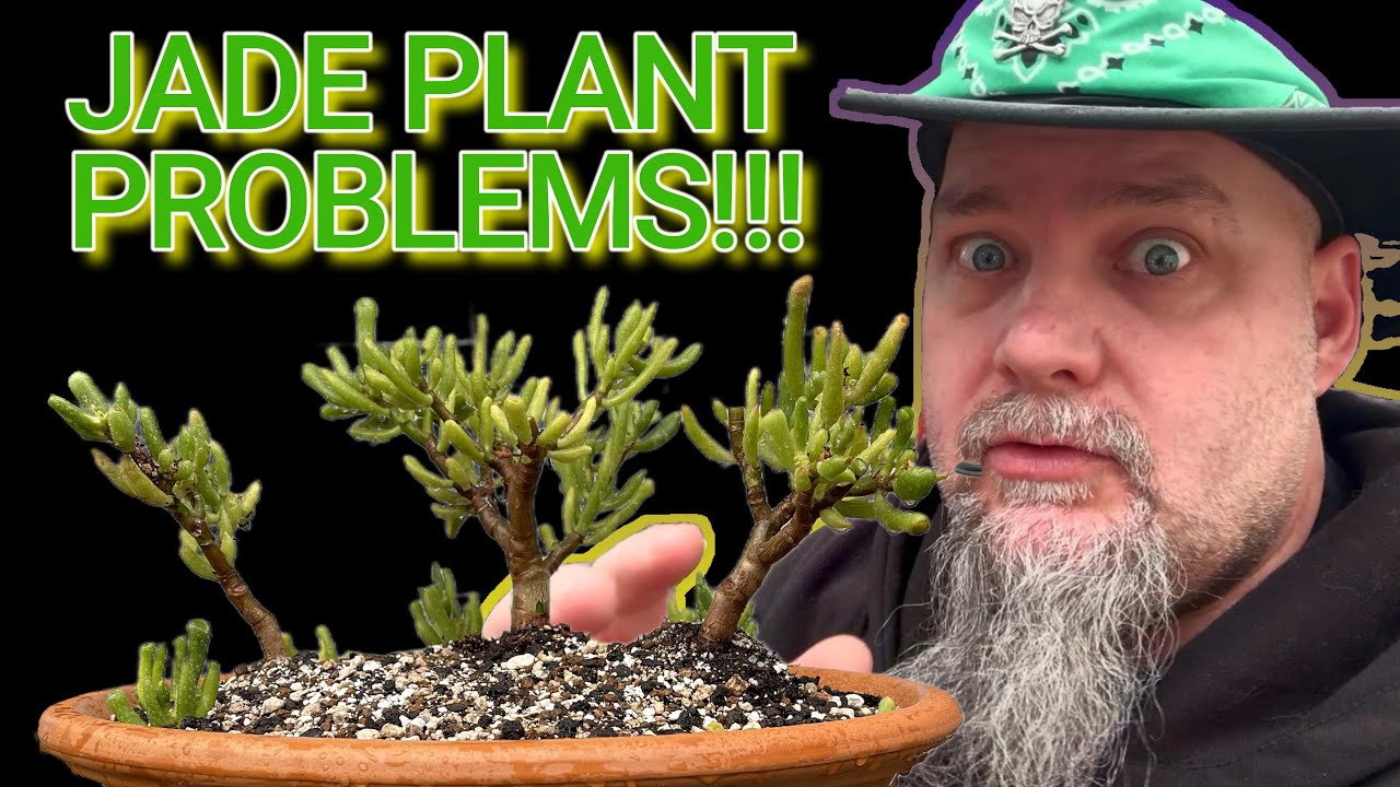 Ep66 Jade plant fun