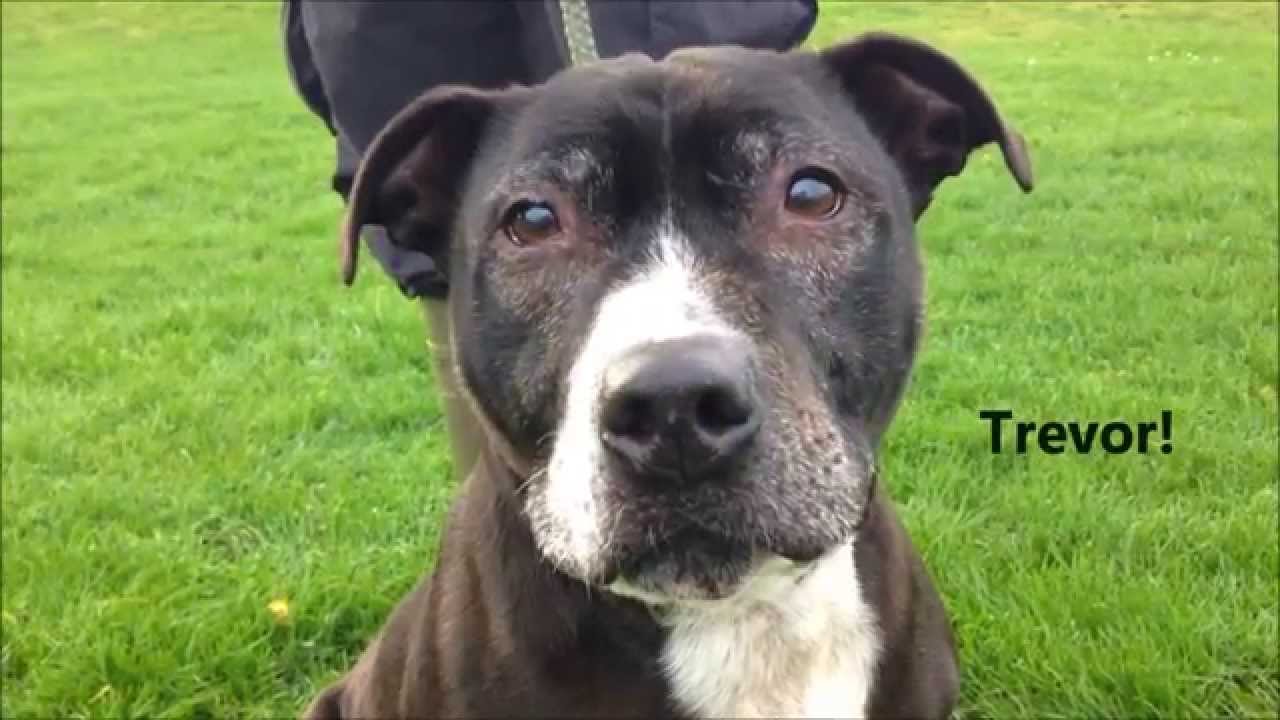 Trevor's Rehoming Video