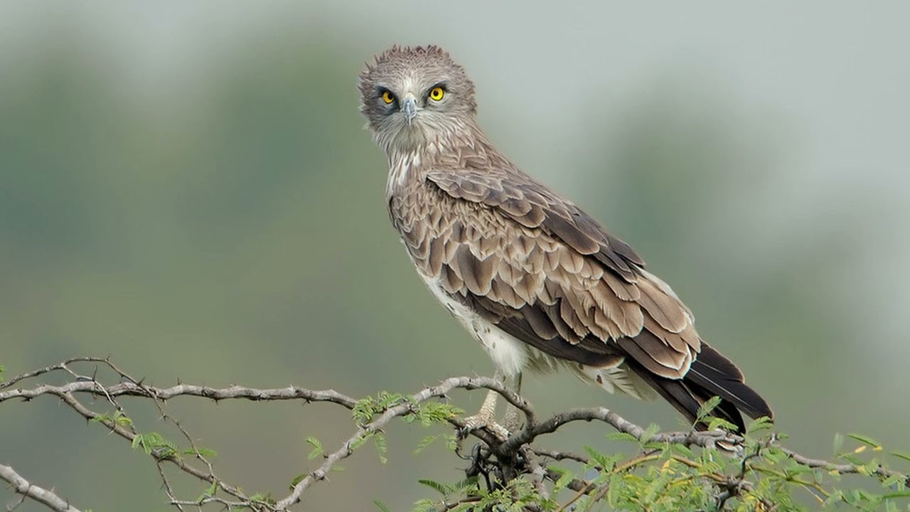 Circaetus gallicus