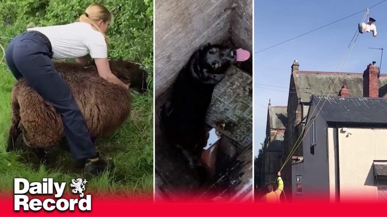 RSPCA reveal their most outlandish animal rescues of the year