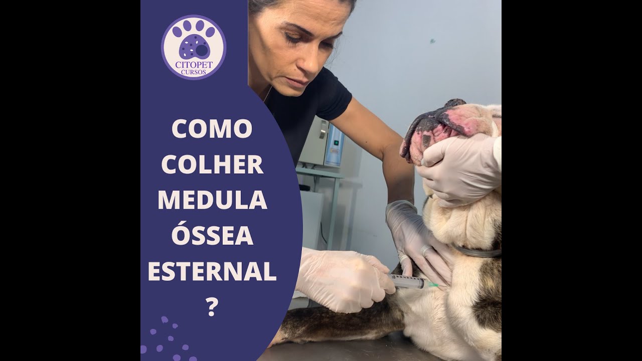 MEDICINA VETERINÁRIA | Você sabe como colher medula por via esternal?