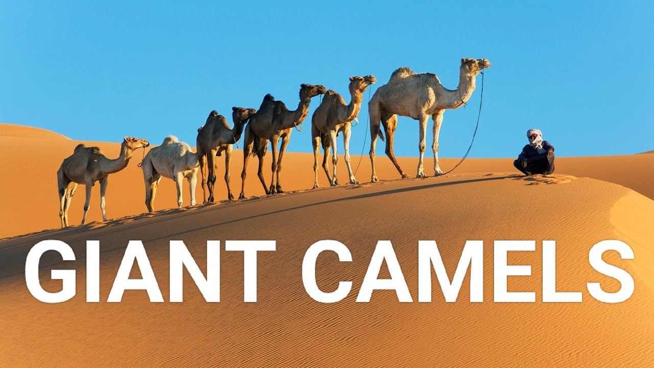 GIANT CAMELS IN QATAR