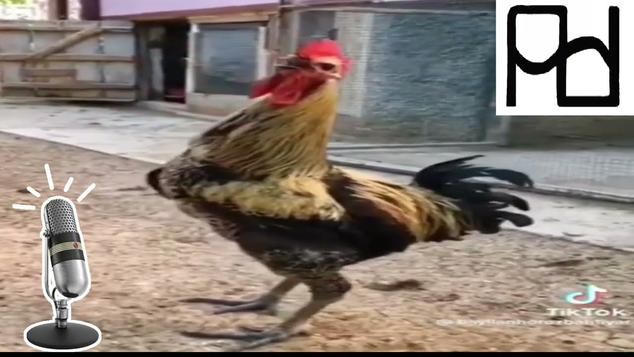 El gallo canta hasta morir | PaDaLu