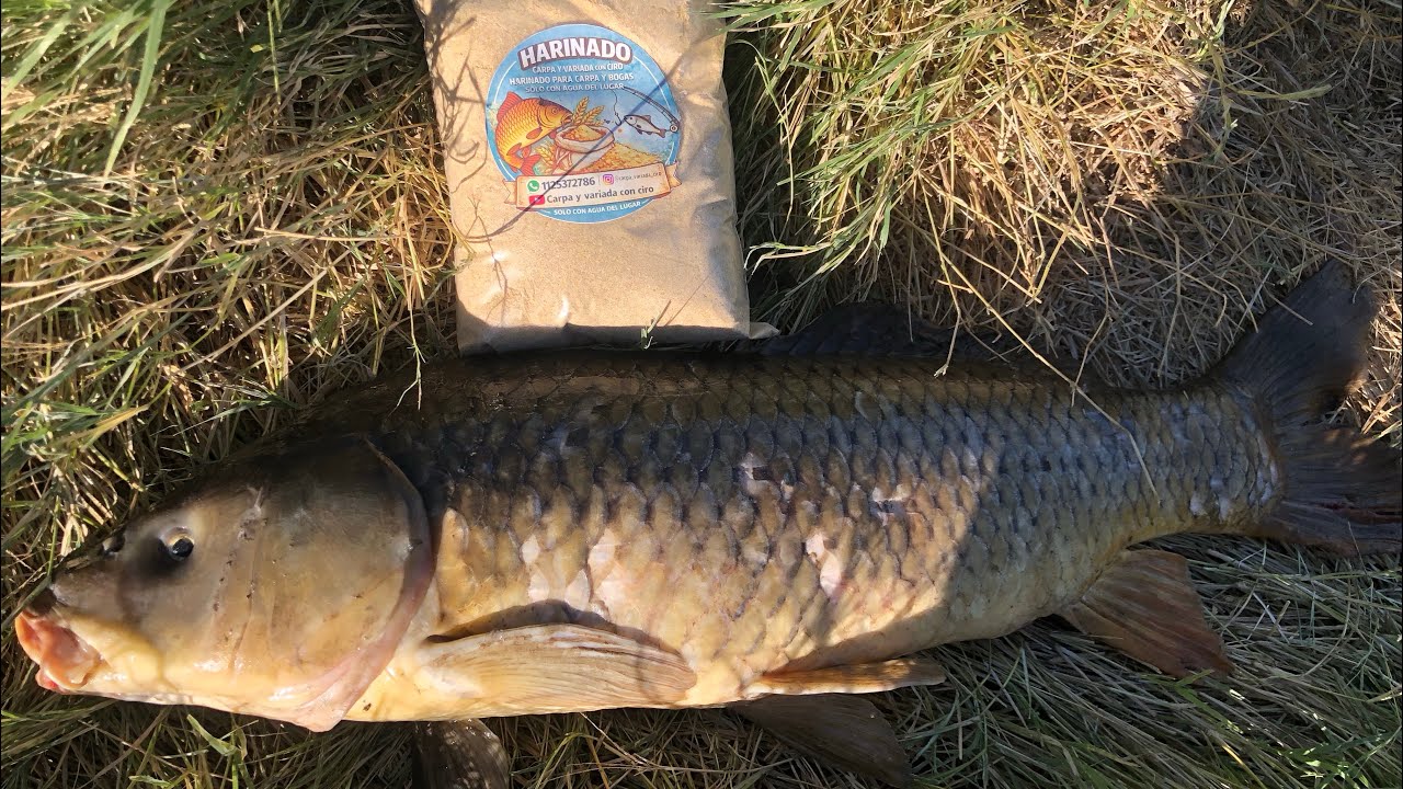 Pesca en Roque Pérez tremenda carpa