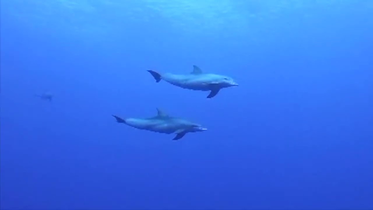 🇷🇪5 DAUPHINS AU PALIER DE PETIT COULOIR🇷🇪