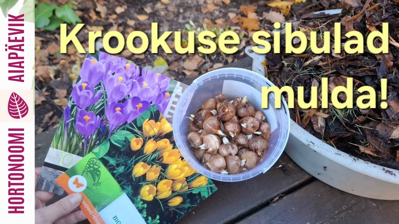 Ühe multšitud varjupeenra lugu ja krookuse sibulate istutamine