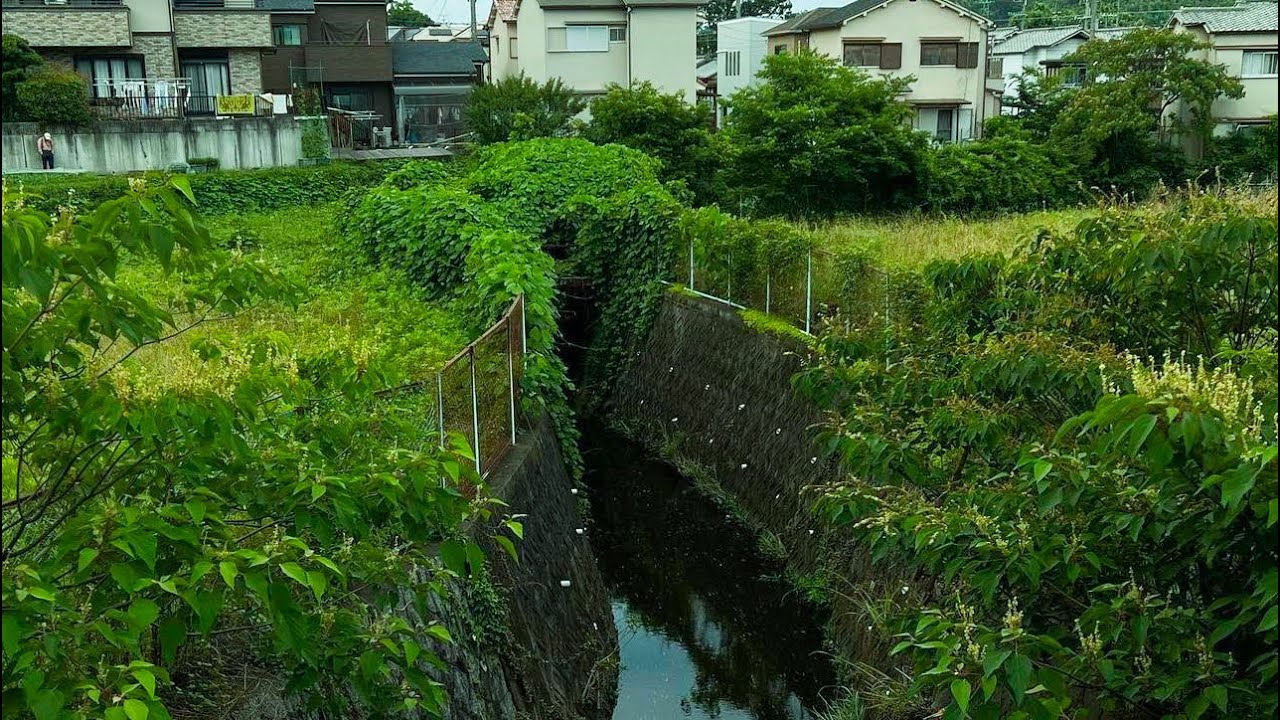 Catching Monsters in Japans River Canals