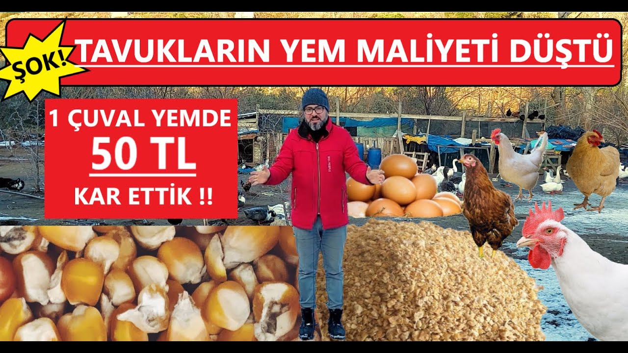 BU YEMİ YİYEN TAVUK İKİ SENE YUMURTLUYOR | YEMLİK YUMURTLATAN EFSANE TAVUK YEMİ | #köyhayatı #para
