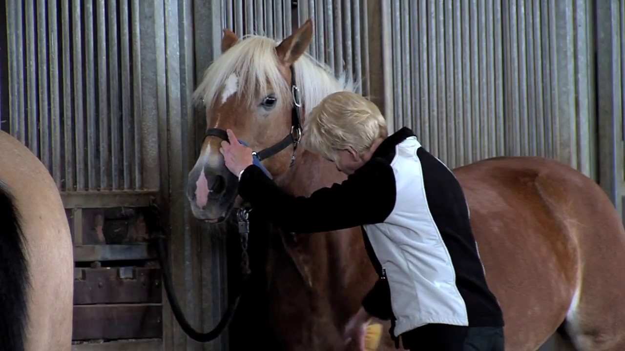 Reiten lernen für Spät- und Wiedereinsteiger
