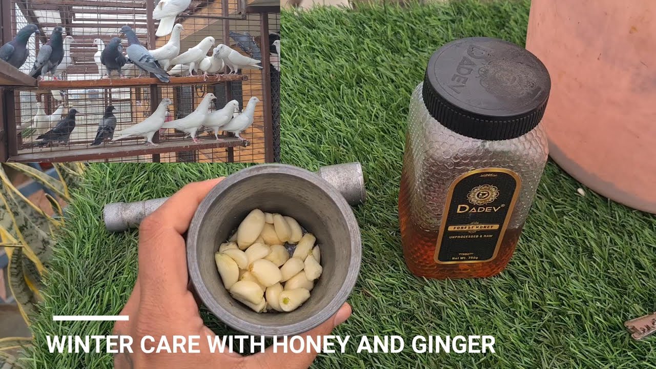 PIGEON WINTER PROTECTION WITH HOME REMEDIES || सर्दी से बचाव का देसी नुस्खा ||