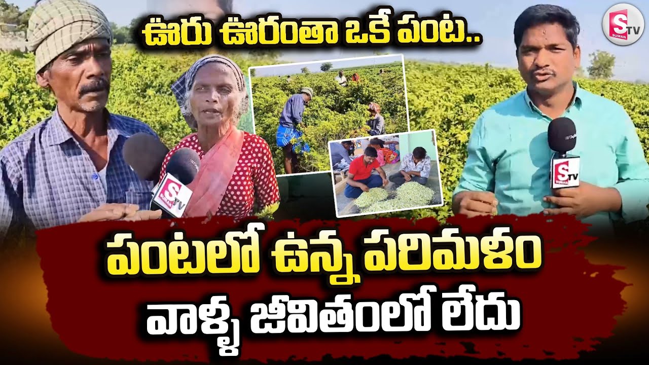 పంటలో ఉన్న పరిమళం వాళ్ళ జీవితంలో లేదు.. | Kanagudur Farmers | Telugu Latest News | @sumantvkadapa